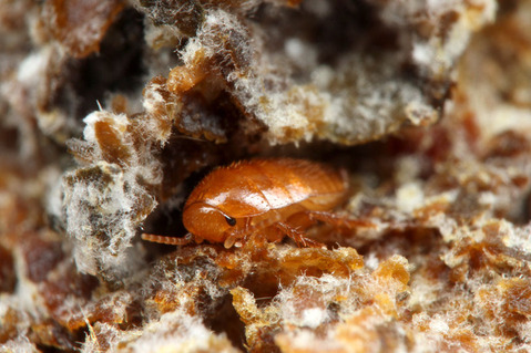 �ϥ��ꥢ�����