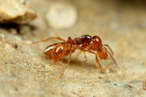 チャイロヒメサスライアリ