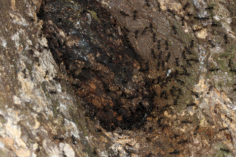 ツヤヒメサスライアリ