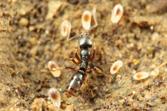 �ĥ䥪���ϥꥢ��