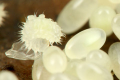 �����ʥ異���ȥ���