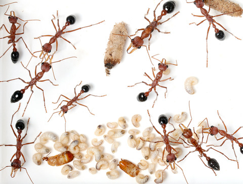 �֥�ɥå�����λҰ��