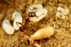 ����Υ�����