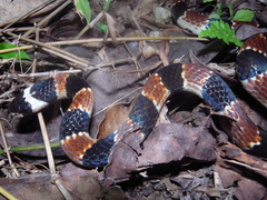 ���掠������٥˥إ�