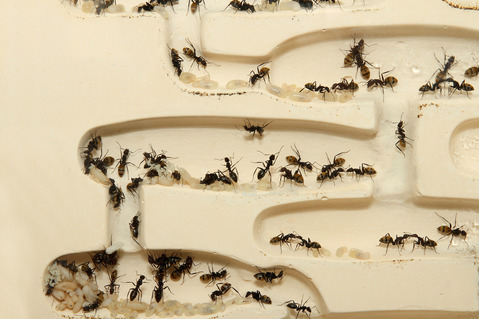 サバクケブカオオアリ Camponotus fulvopilosus