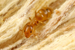 ���̥�����