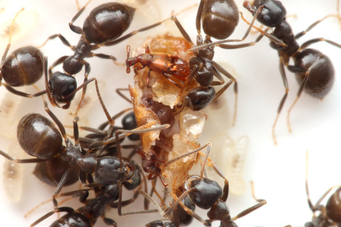 コヤマトヒゲブトアリヅカムシ