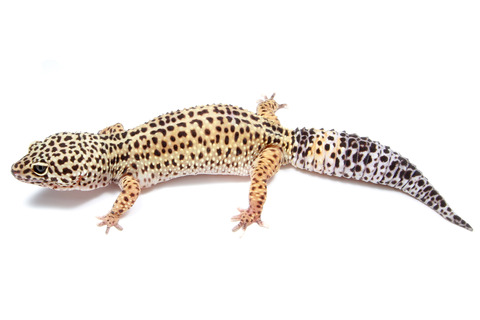 ヒョウモントカゲモドキの繁殖