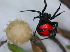 �������ӥ�������