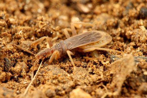 ���ӥʥ�����ॷ�ΰ��