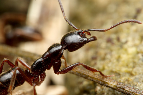 �ϥ���ϥꥢ��