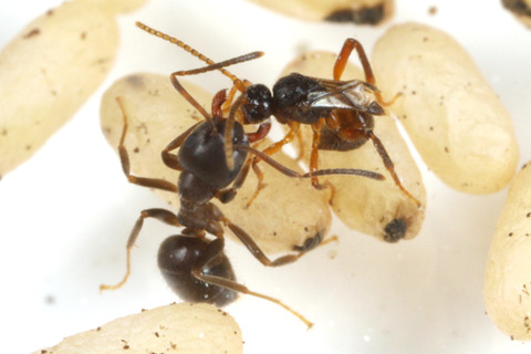 エイコアブラバチ