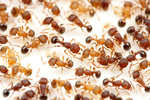 �����ꥲ���異��