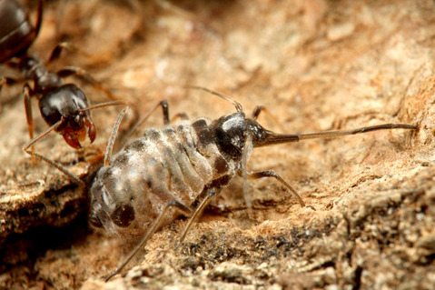 クチナガオオアブラムシ
