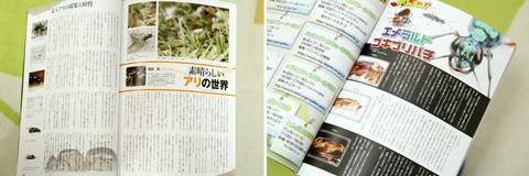 レプタイルズファン