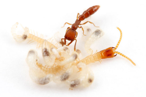 ノコギリハリアリ