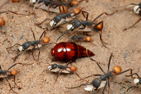 �С������륰�󥿥�����Eciton burchellii