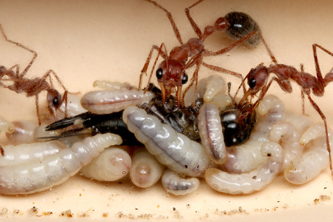 �֥�ɥå�����