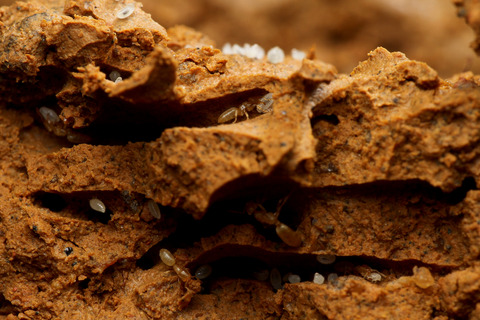 ヨツバアリ Ishigakicoccus shimadai