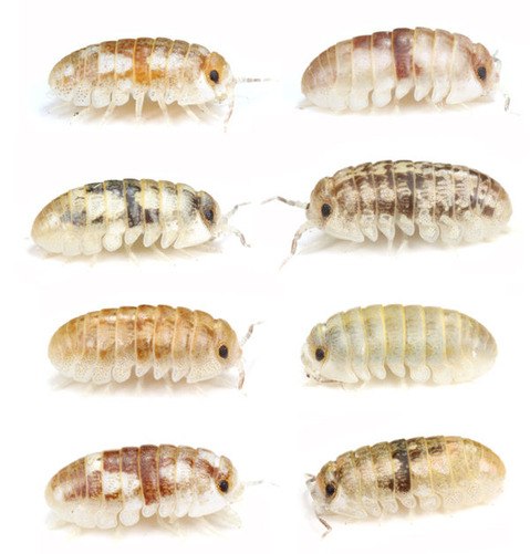 �ϥޥ��󥴥ॷ