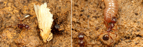 ¥ê¥å¥¦¥¥å¥¦¥¢¥·¥Ê¥¬¥¢¥ê