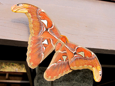 ¥è¥Ê¥°¥Ë¥µ¥ó