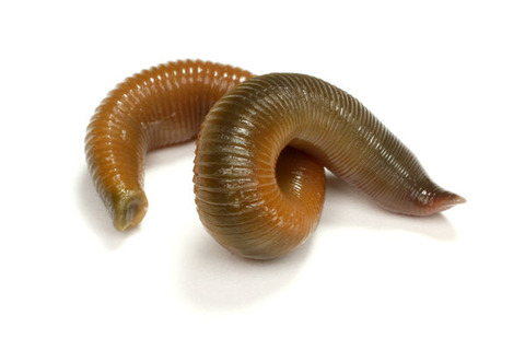 ���ޥߥ����ӥ�