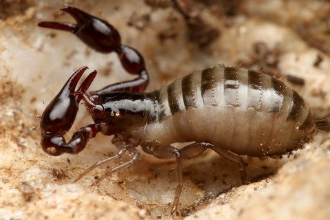 コケカニムシの一種