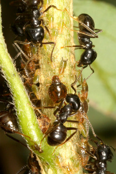 ���֥�ॷ�����Ϫ���餦