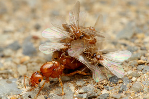 ���������ꥢ������η뺧����