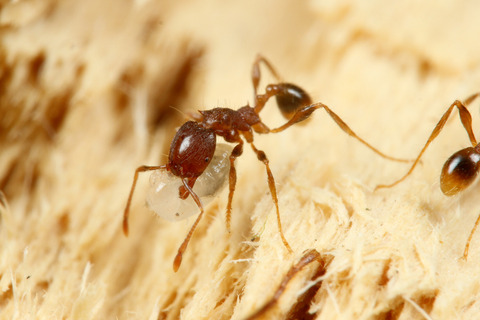 ¥è¥³¥Å¥Ê¥¢¥ê¤ÈÊë¤é¤¹¥Ï¥Í¥«¥¯¥·