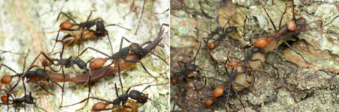 バーチェルグンタイアリEciton burchellii