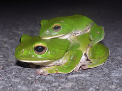 �䥨��ޥ���������