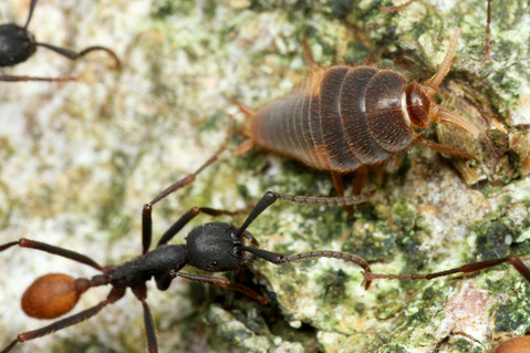 バーチェルグンタイアリEciton burchellii