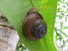 Â礤ʥ«¥¿¥Ä¥à¥ê