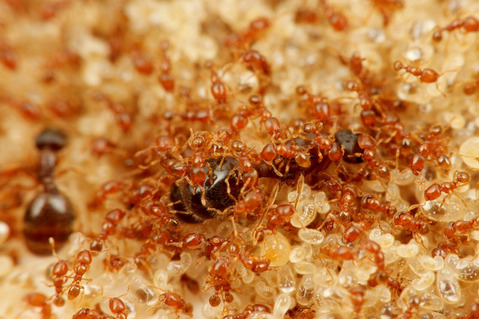 ¥ª¥Ë¥³¥Ä¥Î¥¢¥ê