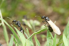 �����ʥ�����