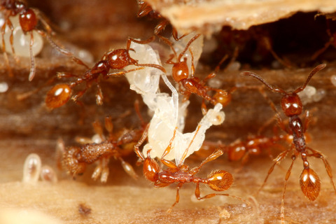 ヒメサスライアリの狩り