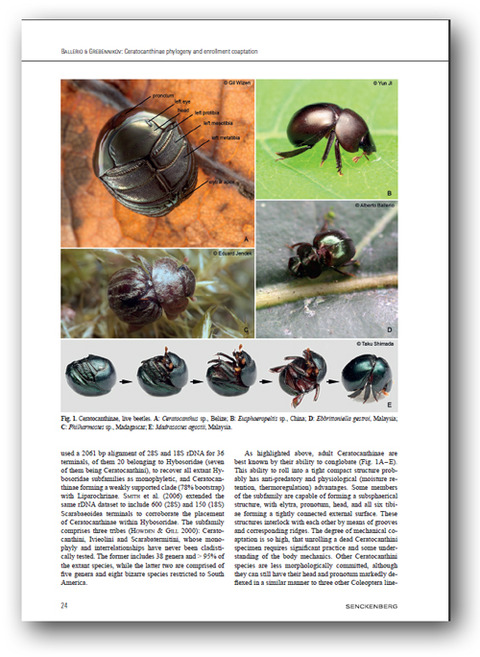 ¥Þ¥ó¥Þ¥ë¥³¥¬¥Í