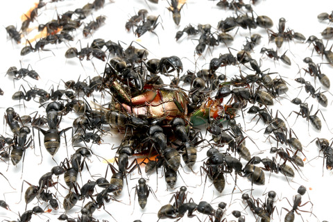 �����ɥ����ͤ򿩤٤륯����������