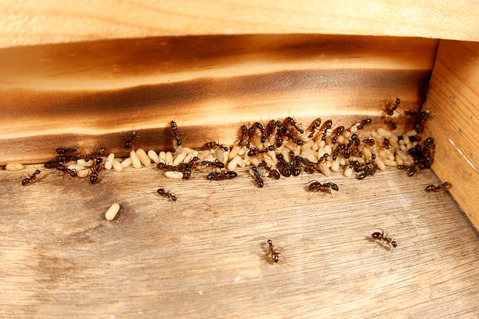 ミカドオオアリ