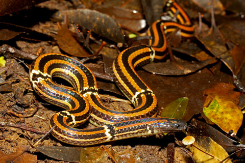 �ϥ������֥��