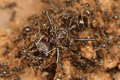 �ޥ륻���󥿥�����Labidus