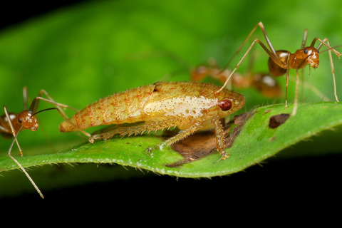 ¥¢¥·¥Ê¥¬¥¥¢¥ê