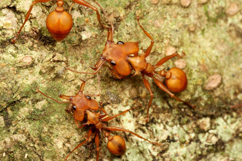 �ۥ󥦥�������Daceton