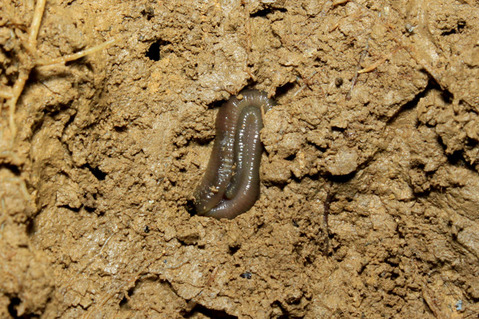 ¥ª¥¥Ê¥ï¥¯¥¬¥Ó¥ë