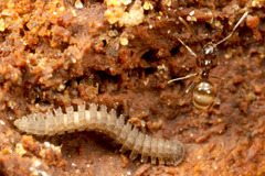 �ĥ䥪���ϥꥢ��