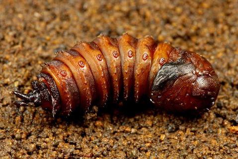 ツリアブモドキ