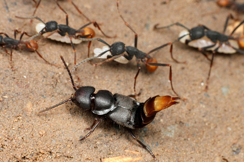 バーチェルグンタイアリEciton burchellii