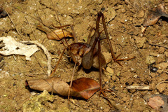 巨大なカマドウマ